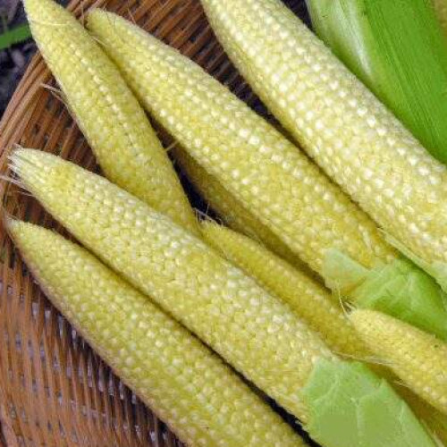 Baby-corn-peeled
