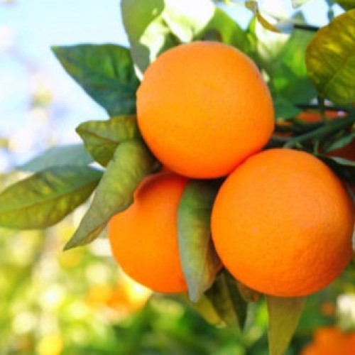 Orange mandarin indian