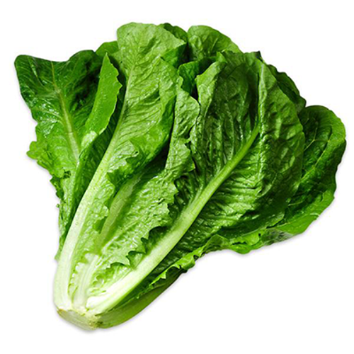 Lettuce Green