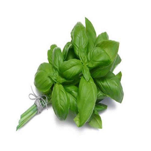 Basil