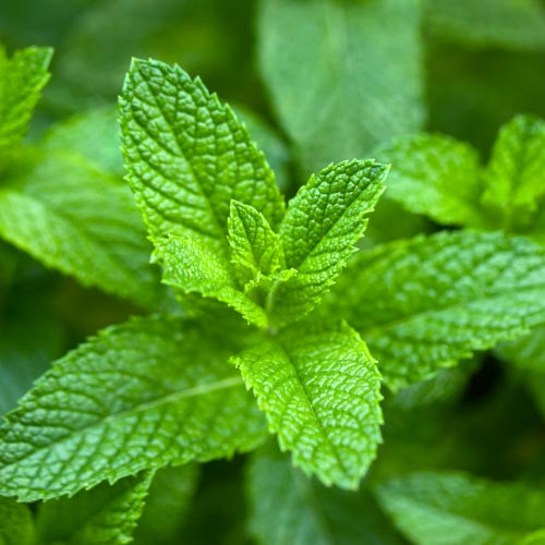 Mint leaves