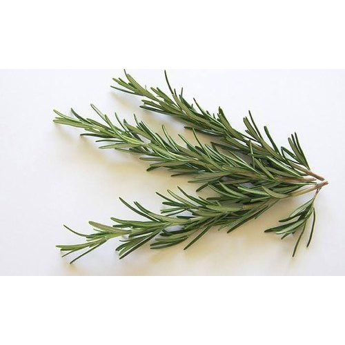 Rosemary