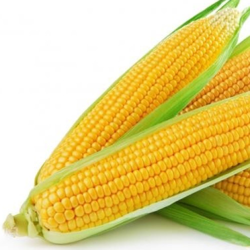 Sweet corn