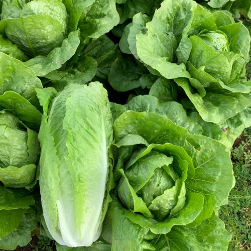 Coss Lettuce